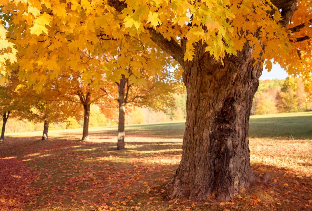 This image has an empty alt attribute; its file name is sugar-maple-tree-fall-1024x694.jpeg